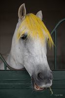 Bienvenue au Haras des Croyeux